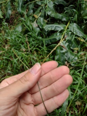 Paspalum mandiocanum