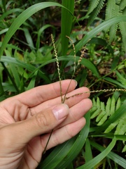 Paspalum mandiocanum