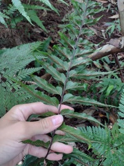 Asplenium contiguum