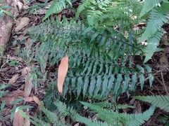 Asplenium contiguum