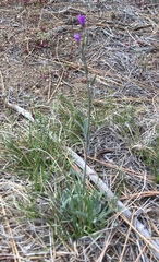 Boechera sparsiflora