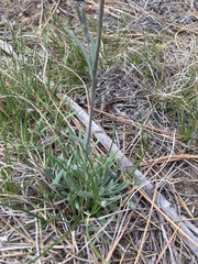 Boechera sparsiflora