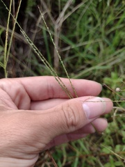 Digitaria violascens