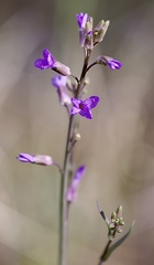 Boechera sparsiflora