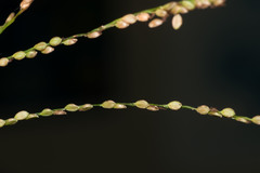 Paspalum mandiocanum