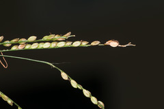 Paspalum mandiocanum