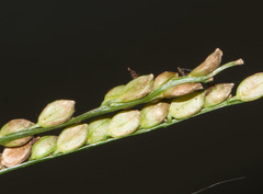 Paspalum mandiocanum