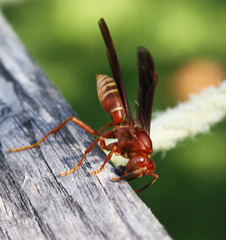 Polistes mexicanus