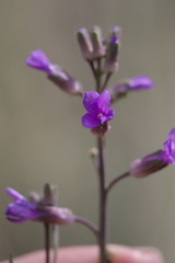 Boechera sparsiflora