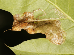 Acrocercops albinatella