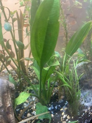 Echinodorus grisebachii