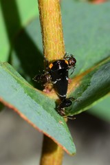 Eurymeloides bicincta