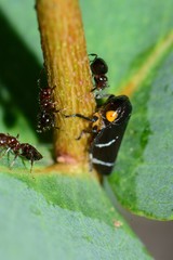 Eurymeloides bicincta