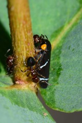 Eurymeloides bicincta