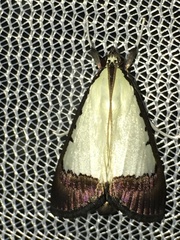 Pitama hermesalis