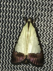 Pitama hermesalis