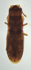 Typhlusechus singularis