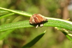 Iptergonus cionoides