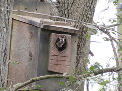 Megascops asio mccallii