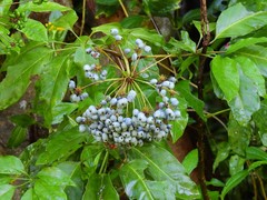Mackinlaya macrosciadea