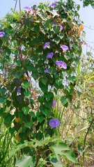 Ipomoea indica