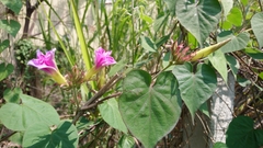 Ipomoea indica