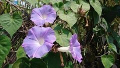 Ipomoea indica