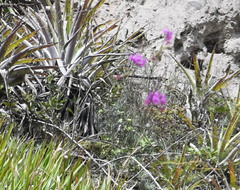 Epidendrum jamiesonis