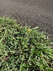 Digitaria violascens