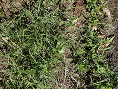 Digitaria violascens