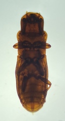 Typhlusechus singularis