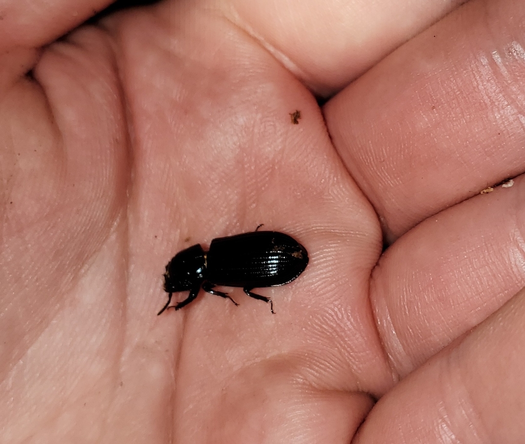 Spasalus crenatus