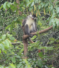 Cercopithecus ascanius schmidti