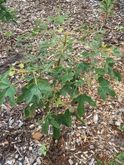 Xanthodes transversa