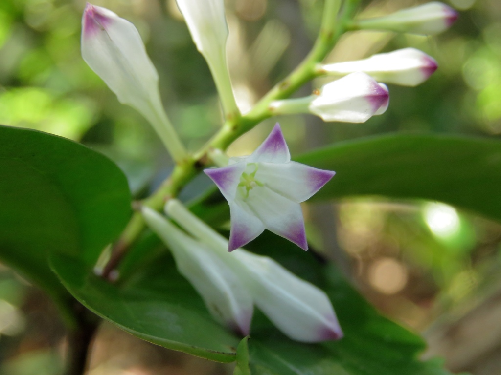 Spigelia laurina