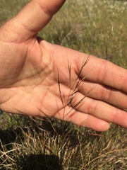Aristida divaricata