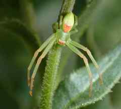 Misumena spinifera