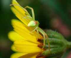 Misumena spinifera