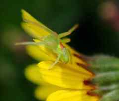 Misumena spinifera