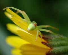 Misumena spinifera