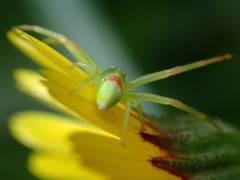 Misumena spinifera