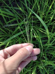 Digitaria violascens