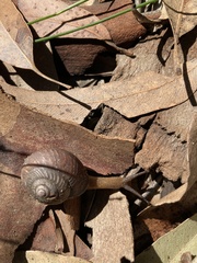 Pommerhelix mastersi