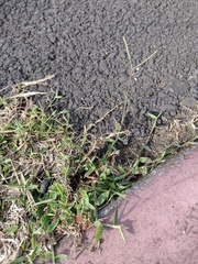 Digitaria fuscescens