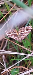 Chrysolarentia vicissata