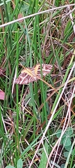 Chrysolarentia vicissata