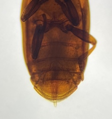 Typhlusechus singularis