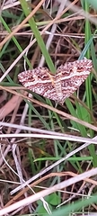 Chrysolarentia vicissata