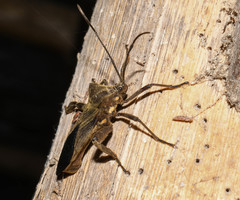 Pachylis heteropus