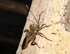 Pachylis heteropus
